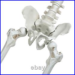 2 Pack 5.4 FT Skeletons Props Decoration with Movable Joints Halloween Party